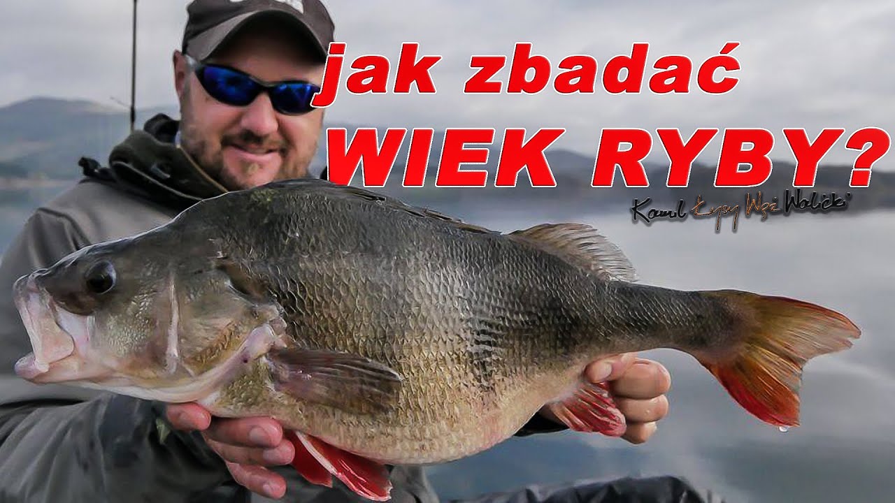 Ile lat żyją ryby? / okonie-giganty / odc. 48