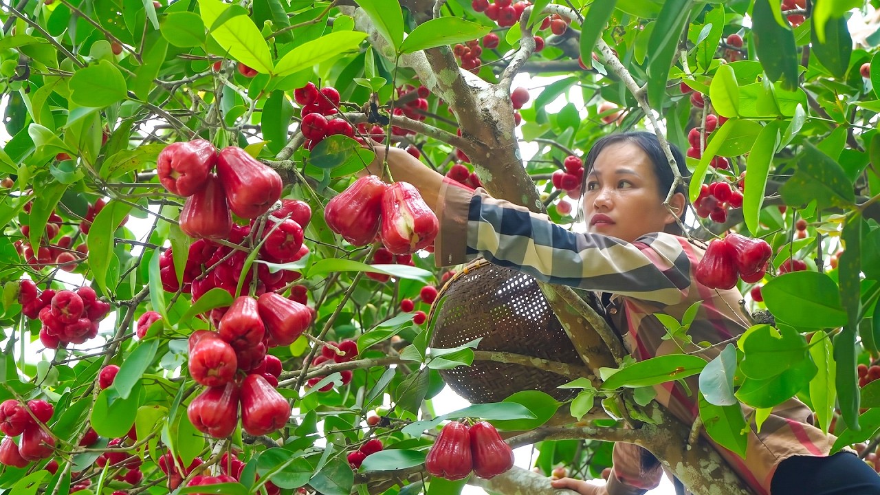 A Colorful Harvest of Sweet Red Wax Apples Ready for the Village Market