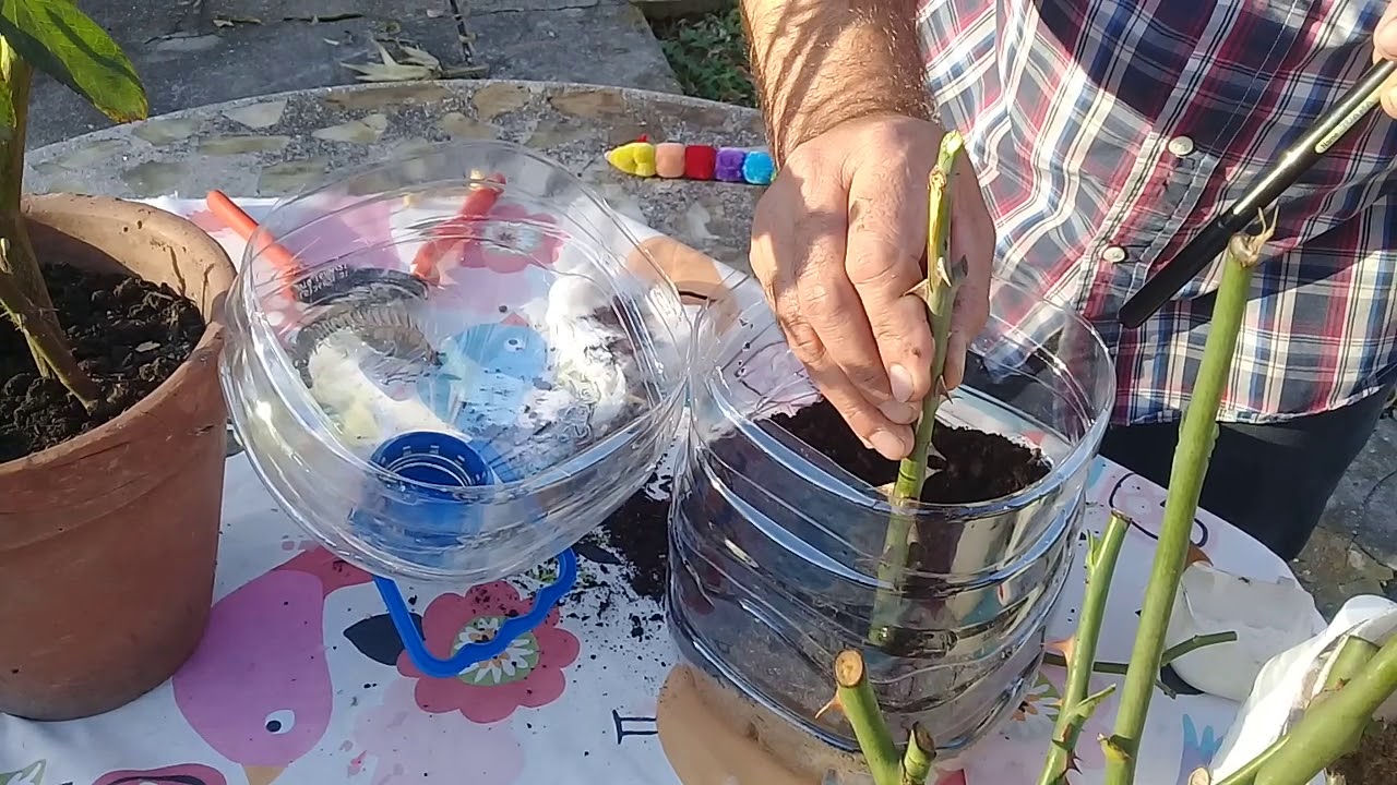 Como hacer esquejes de rosas