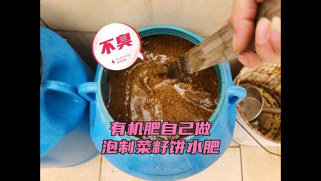 有机肥自己做，泡制不臭的菜籽饼水肥，用它浇瓜果甜度高、口感好