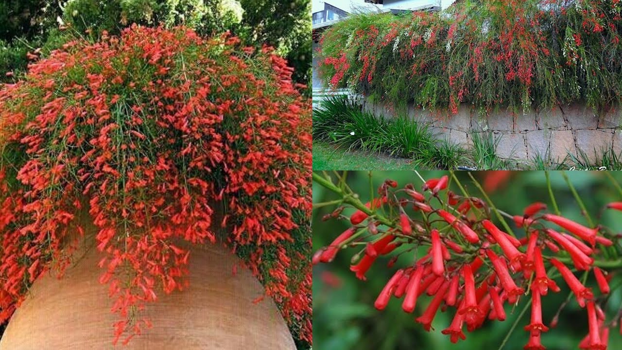 Como cultivar Russelia equisetiformis: Beleza e Versatilidade no Paisagismo!