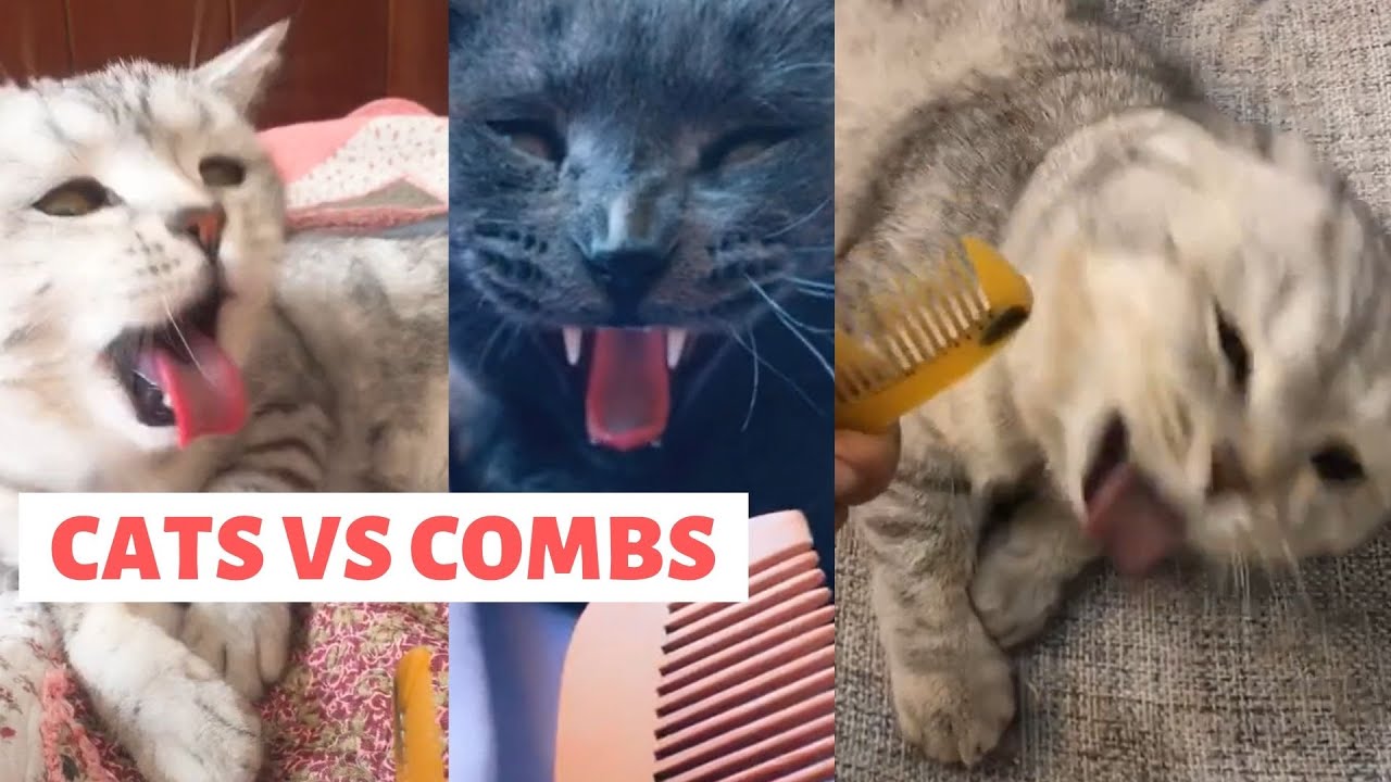 CATS VS COMBS | Funniest Cats Reactions to the Sound of Comb Try not to Laugh | Sound Makes Cats Gag