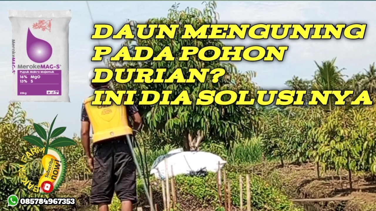Cara pencegahan,dan mengatasi daun pohon durian menguning+ pengaplikasianya