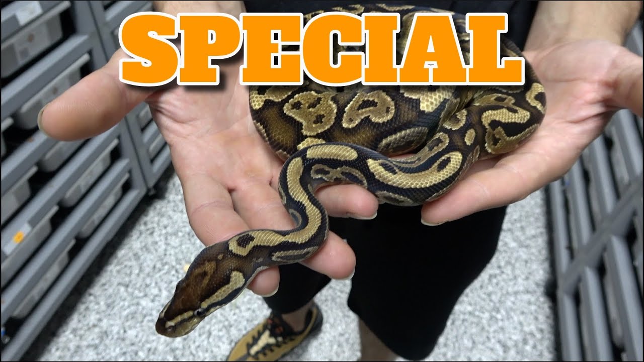 Showcase Saturday!!! SPECIAL Ball Python