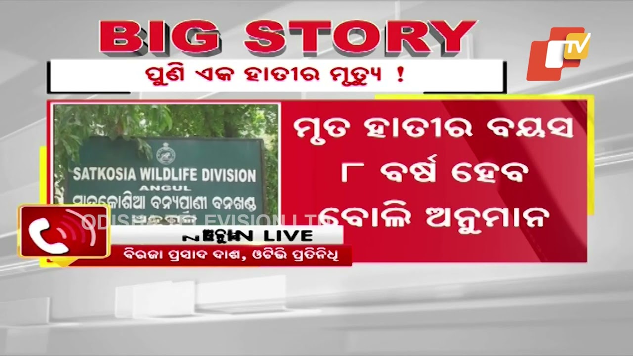 Elephant calf found dead at Satkosia, Angul; forest dept launches probe