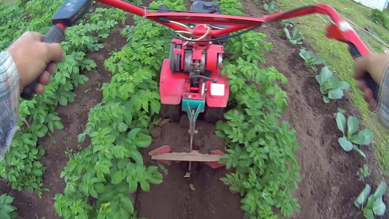 Окучивание картофеля мотоблоком 2018 год