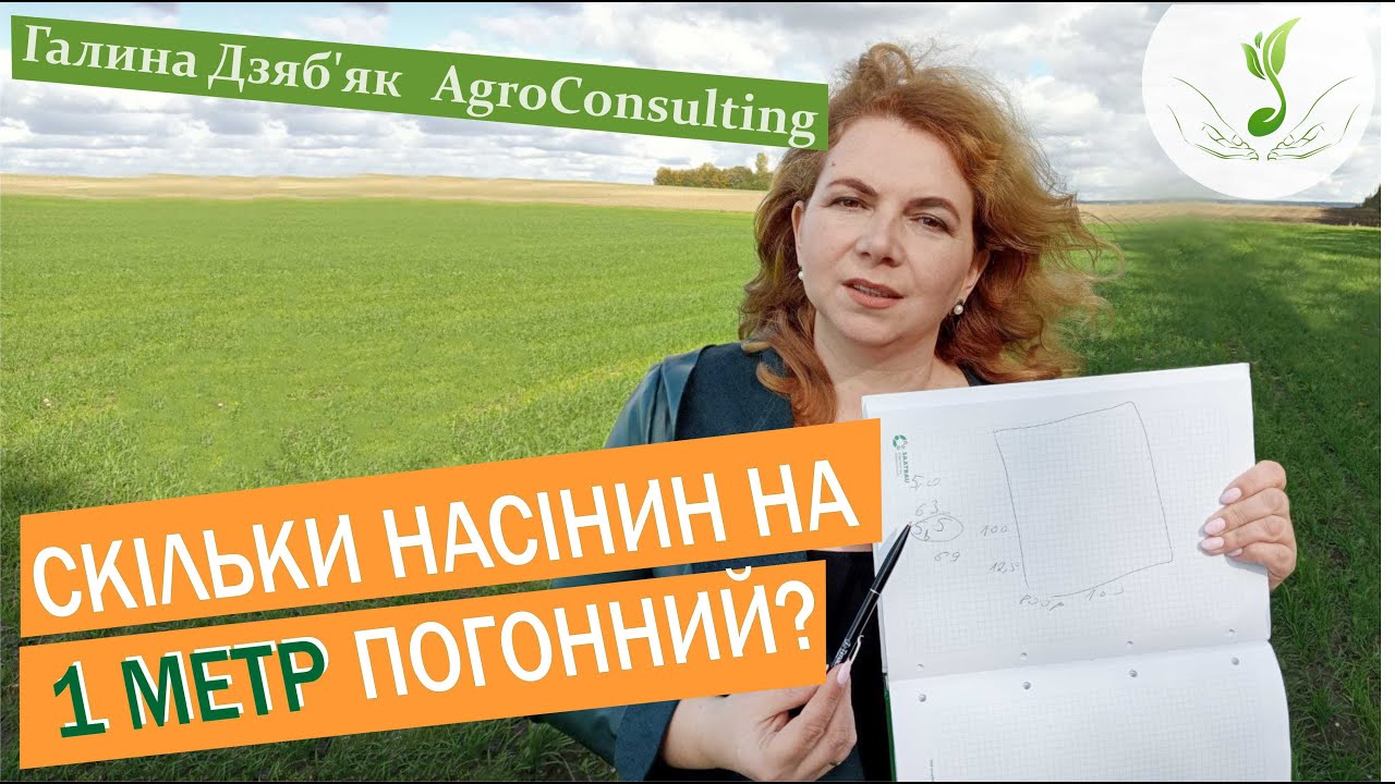 Пшениця озима: розраховуємо  норму висіву на 1 метр погонний