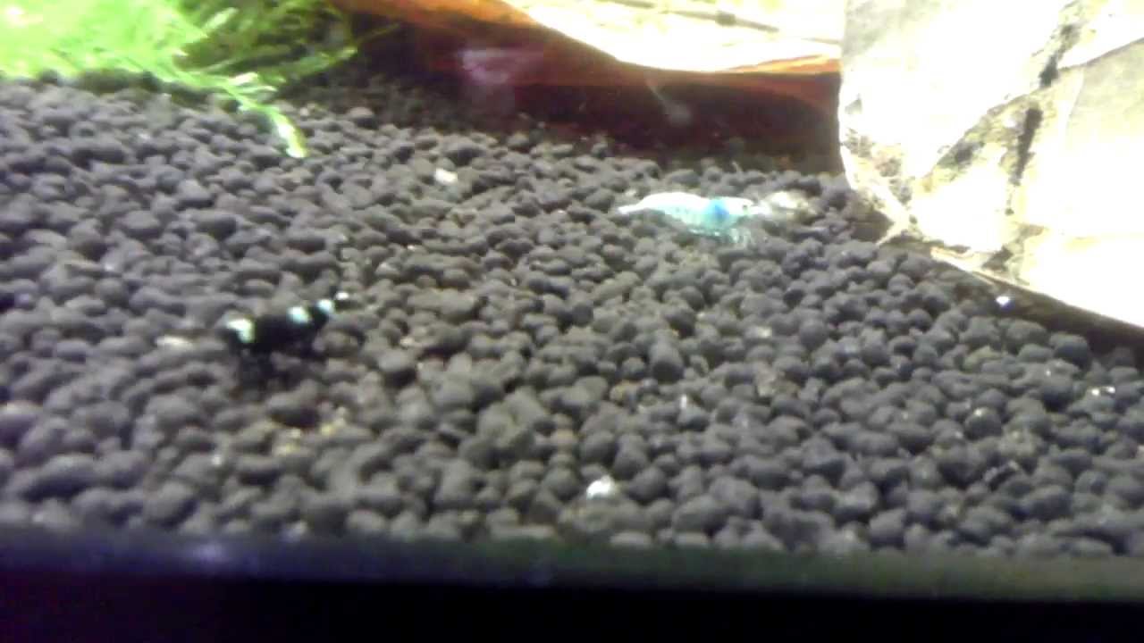 Big Order of Shrimp - Green Hulks, Blue Bolts and Black King Kongs