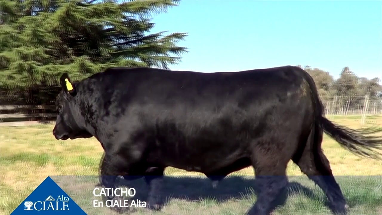 CIALE Alta Toro CATICHO- Angus Negro