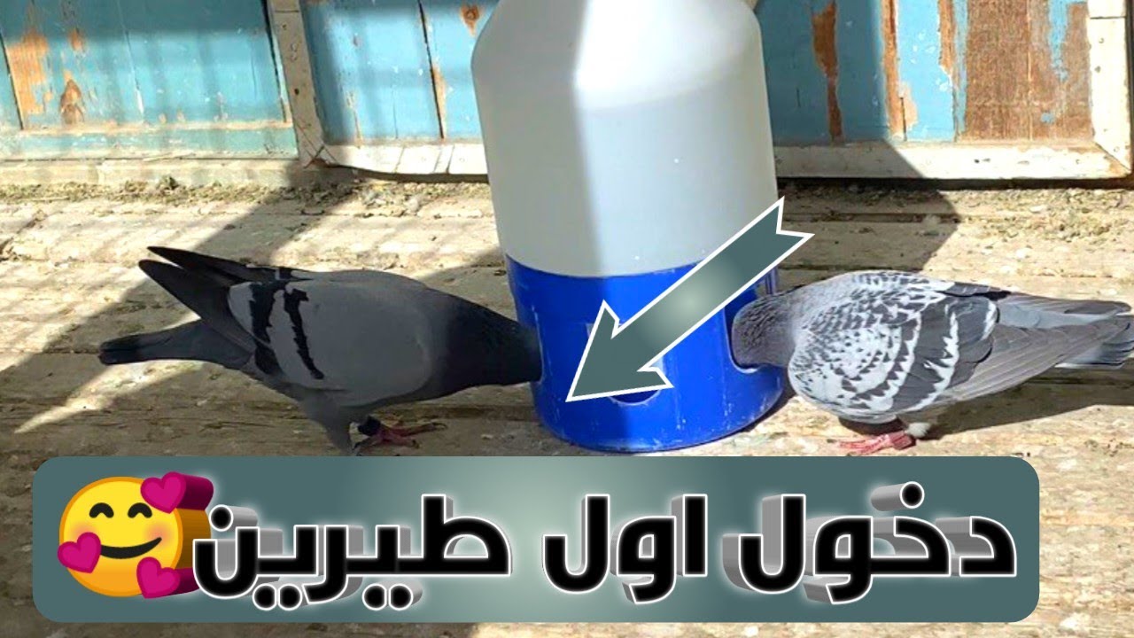 سباق محطه ديروط 360 كيلو جو دخول الحمام الزاجل