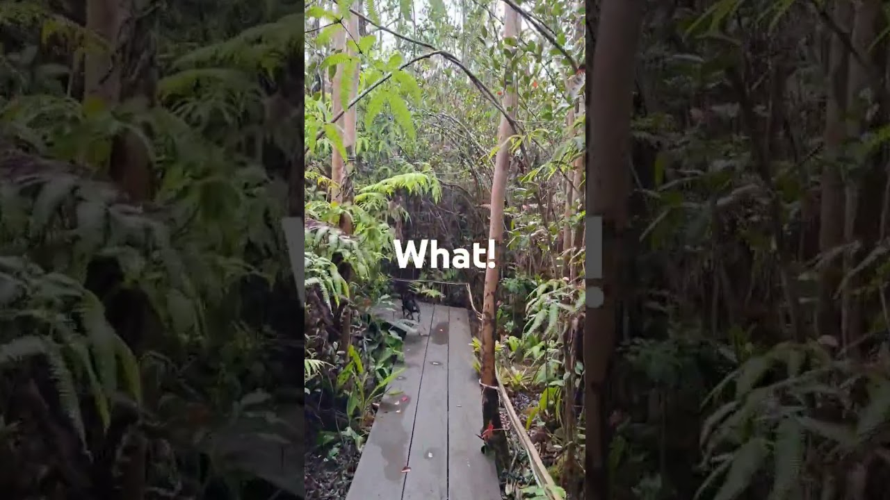 Jungle Treehouse on Kilauea Volcano                         #nature #airbnb #hiking #travel
