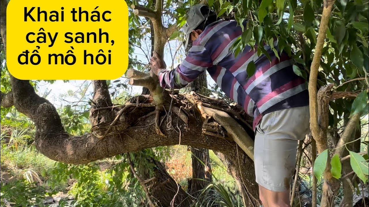Cây sanh treo trên đỉnh ngọn cây , anh em khai thác đổ mồ hôi 