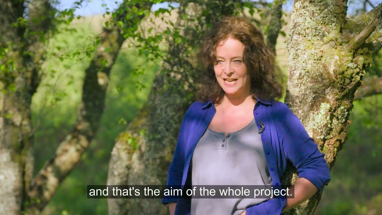 Forestry Supports Scotland's Rainforest
