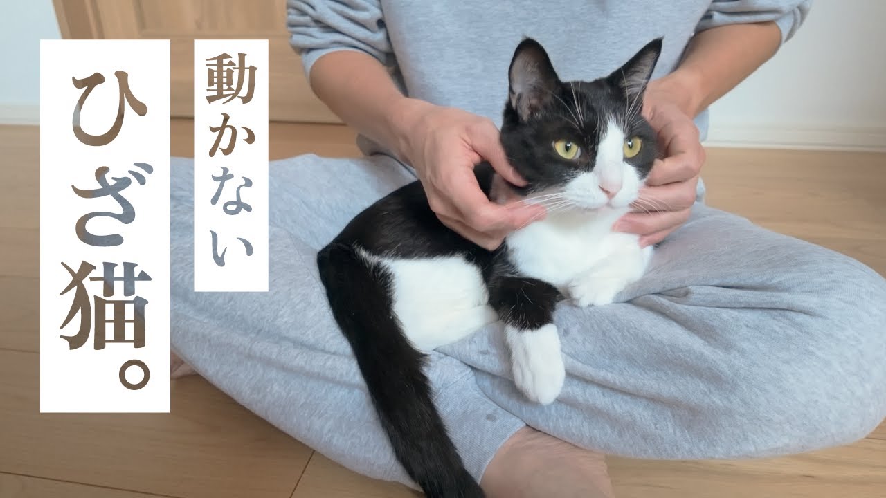 座ったら離れないひざ大好き猫が可愛くて人間の足は限界