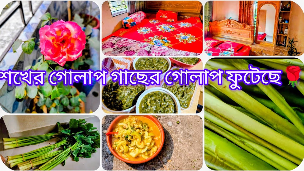 ✨শখের গোলাপ গাছের গোলাপ ফুটেছে 🌹 কি আনতে গেলাম কি নিয়ে আসলাম 🌼