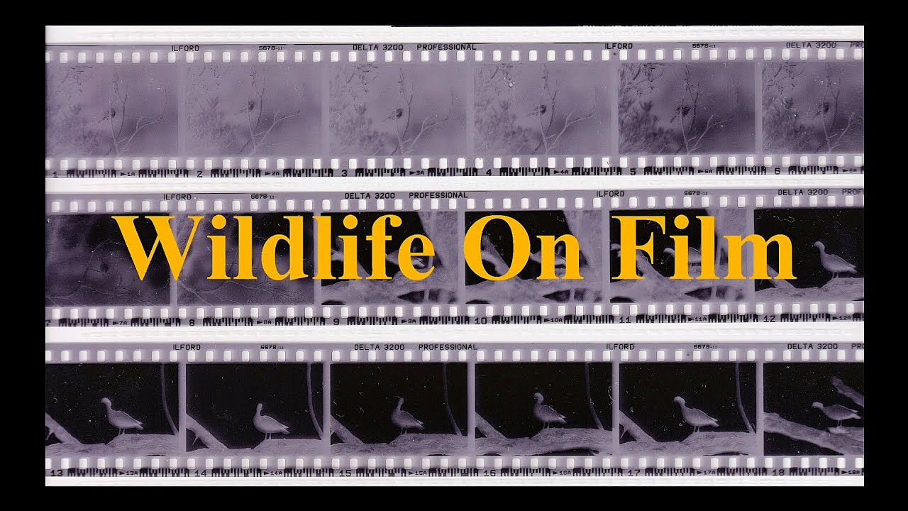 Wildlife On Film