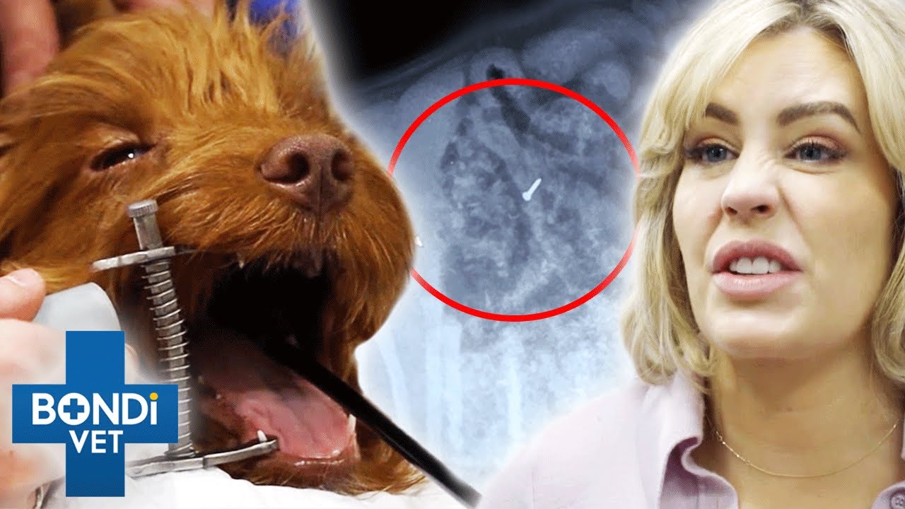 Drawing Pin Extracted From Puppy's Stomach 🤯 | Bondi Vet Coast to Coast S4EP2 | New Full Episodes
