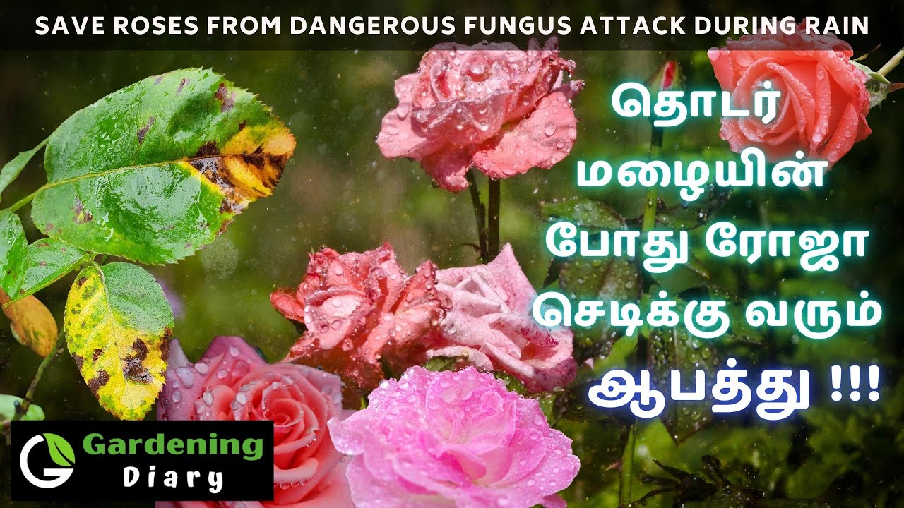 தொடர் மழையின் போது ரோஜா செடிக்கு வரும் கொடிய நோய்  Save rose from downy mildew fungus attack in rain