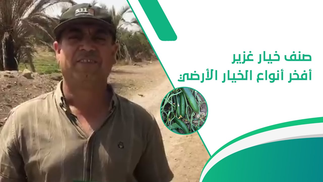 صنف خيار غزير من باير سيمنيس - إنتاجية عالية نسبيًا