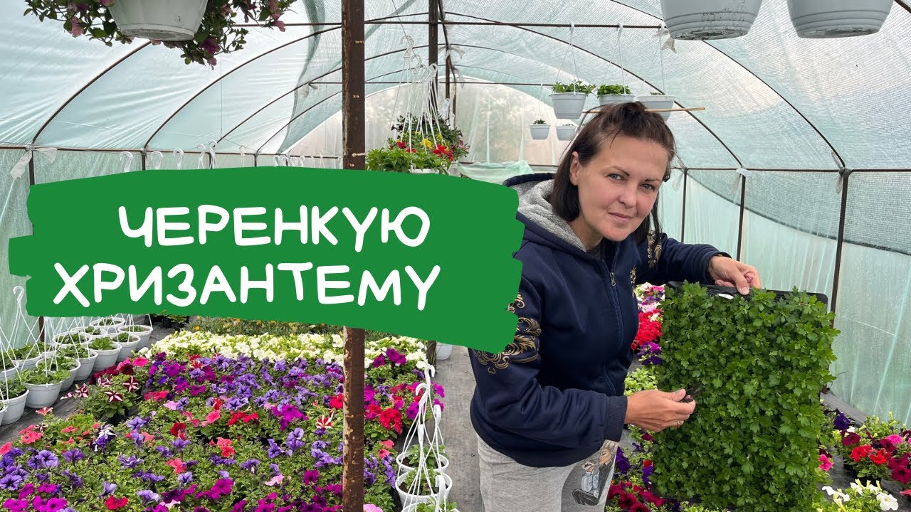 Черенкування хризантеми без укорінювача