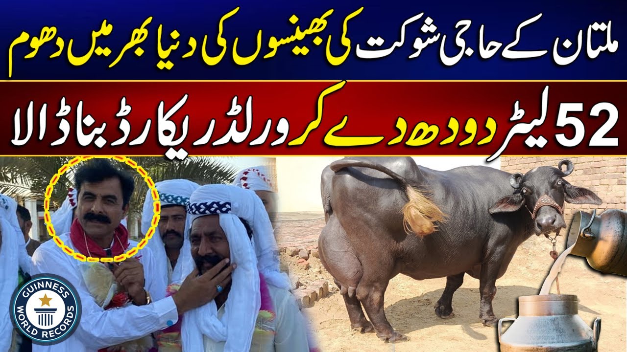 52 Kg Milk World Record | Buffaloes of Haji Shaukat Dogar of Multan | MYK News Tv