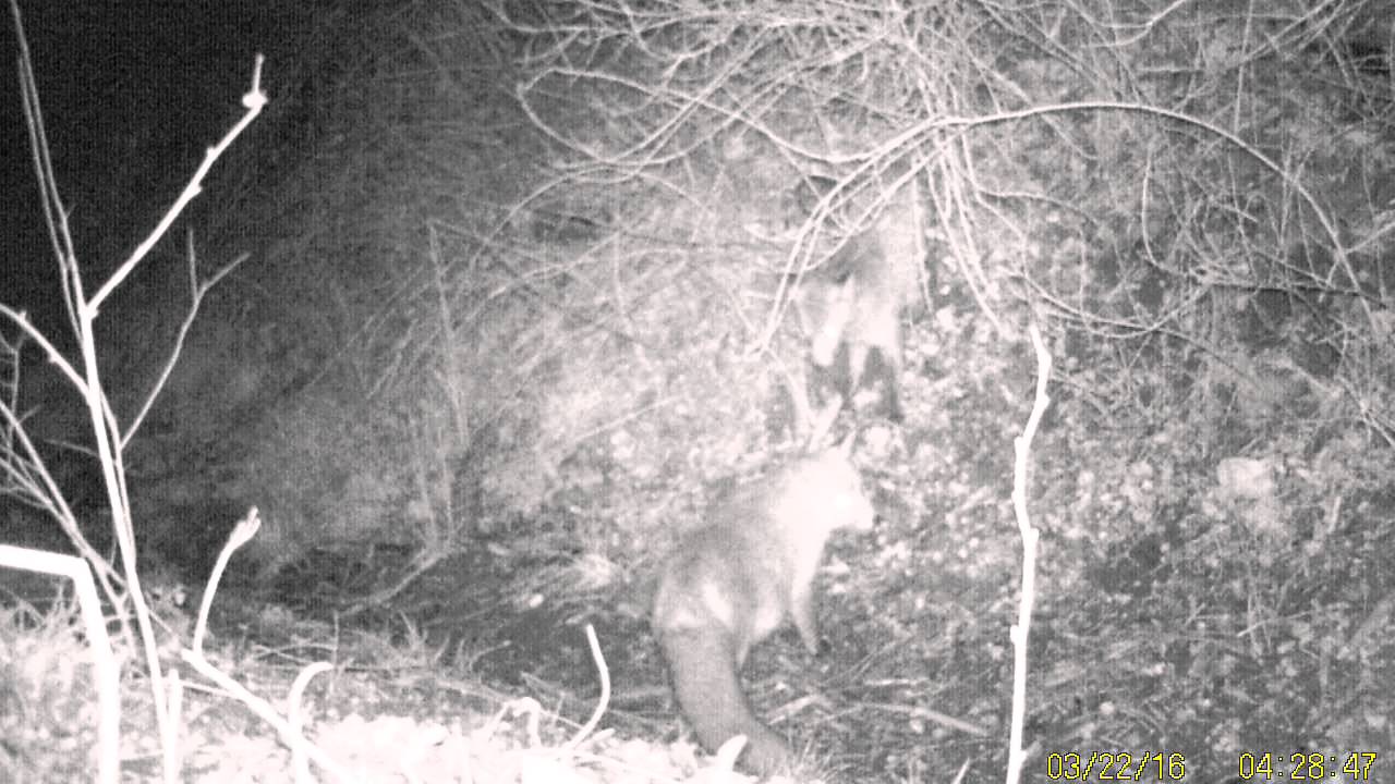 Fuchs R&uuml;de und F&auml;he 23.03.2016