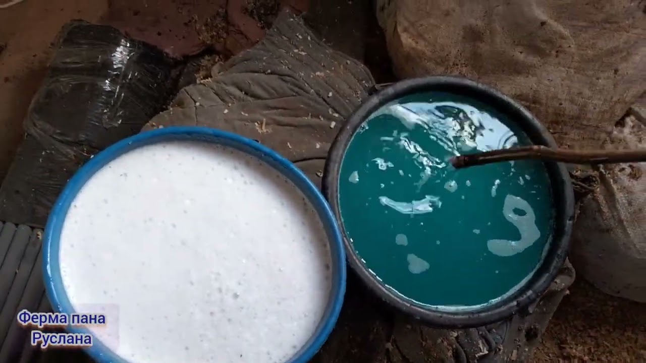 Підживлення полуниці 🍓 для кращого вкорінення.