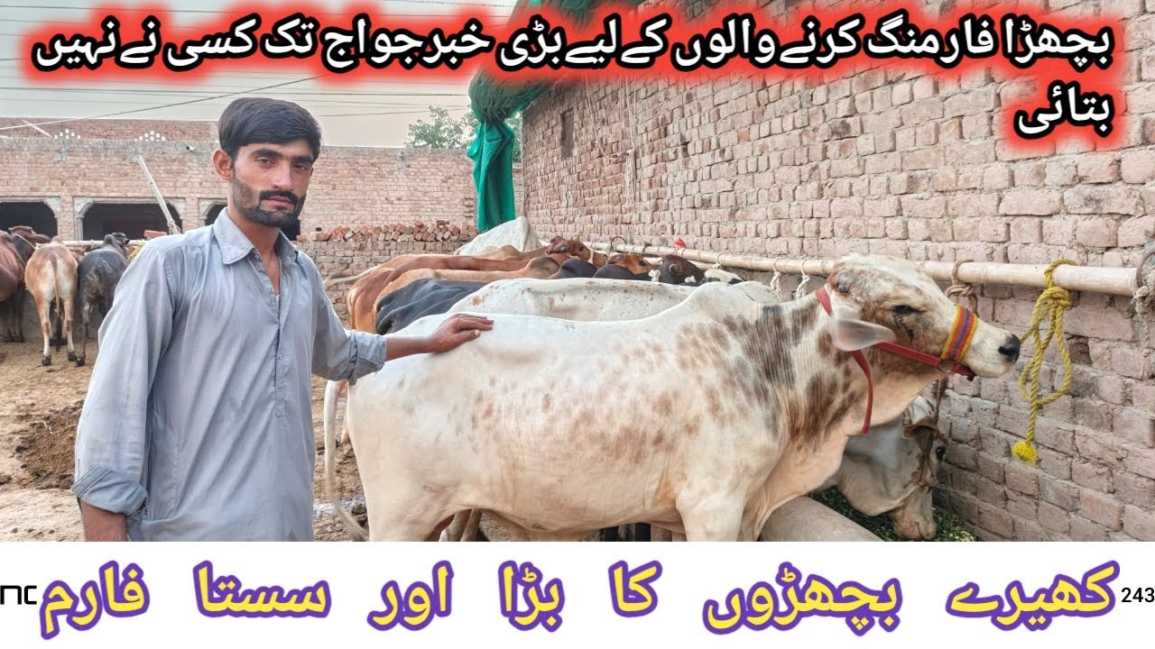 Great news bachra farming in Pakistan 2026 Smart business ideas for calves