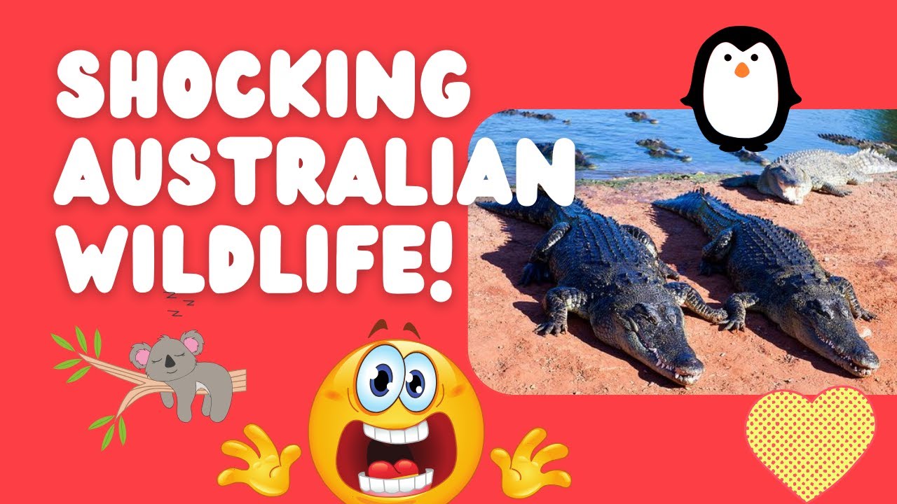 10 Amazing Australian Wildlife Encounters