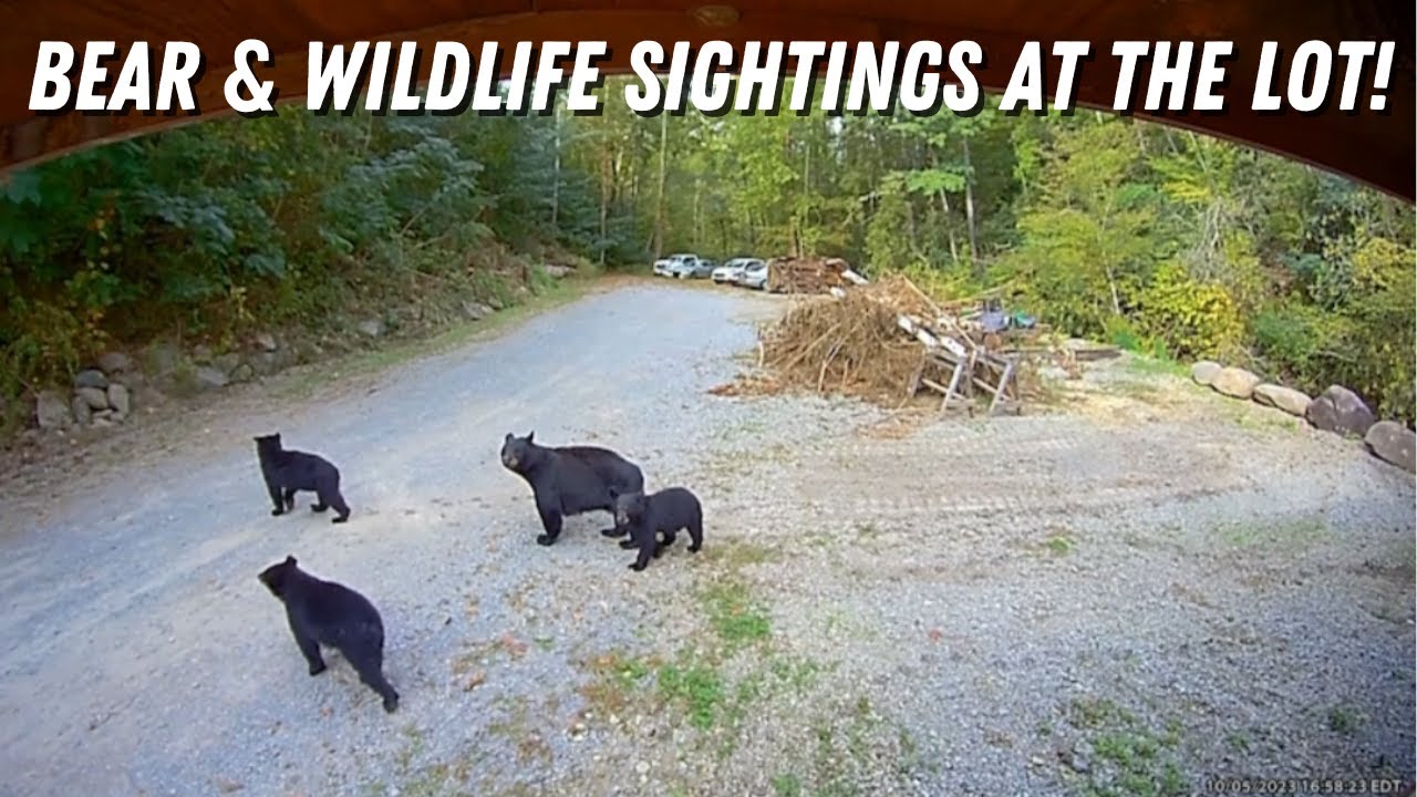 Bear And Wildlife Sightings At The Lot Compilation