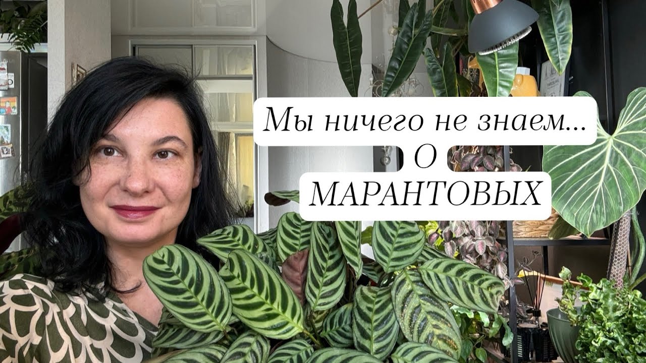 Мы ничего не знаем о марантовых. Голосуй, если понравилась рубрика
