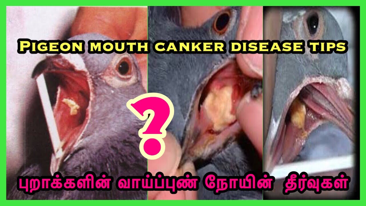புறாக்களின் வாய்ப்புண் நோயின்  தீர்வுகள் | TAMIL | PIGEON MOUTH CANKER