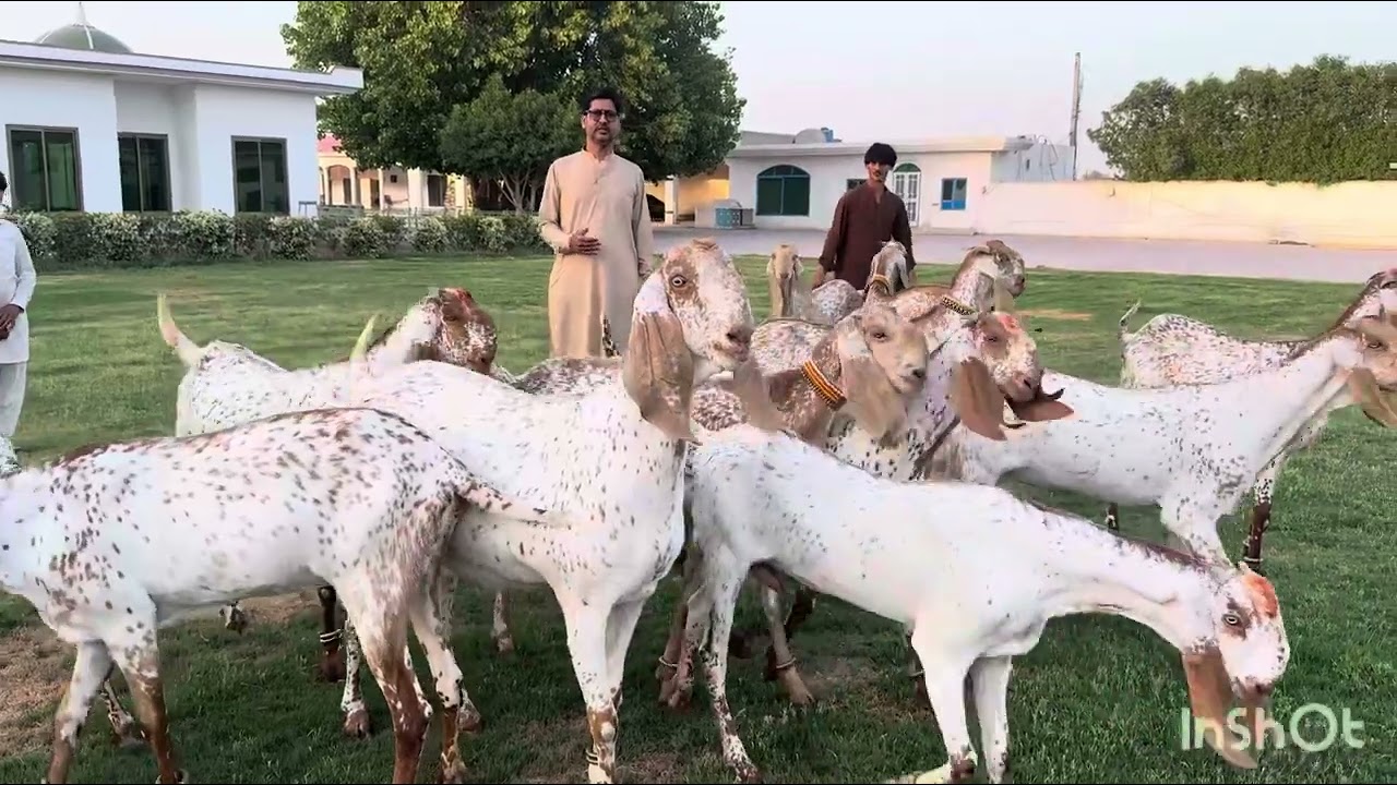 Maki china goats competition On 25th may 2025. The University of Agriculture faisalabad