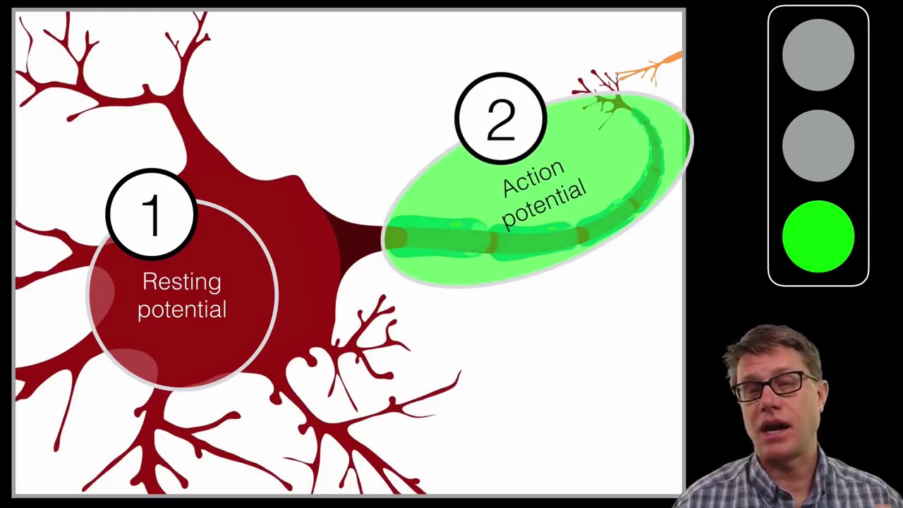 The Action Potential
