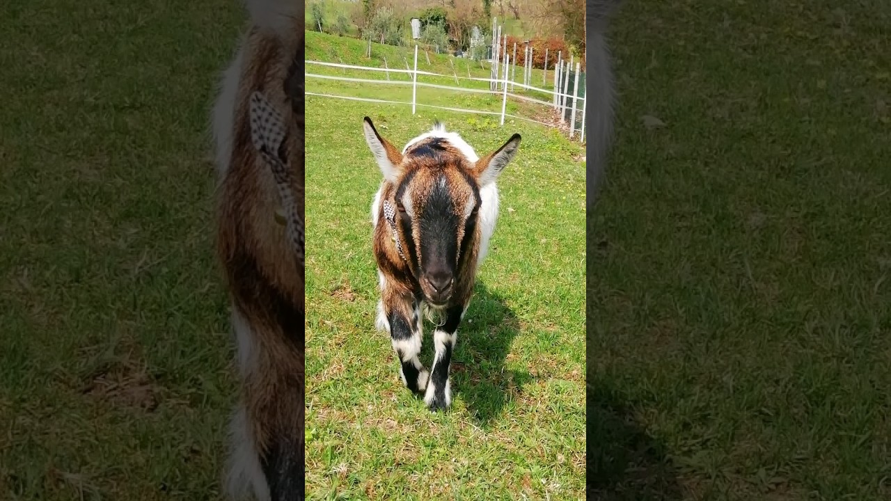⚠️My STUNNING babies!🐐🐎 