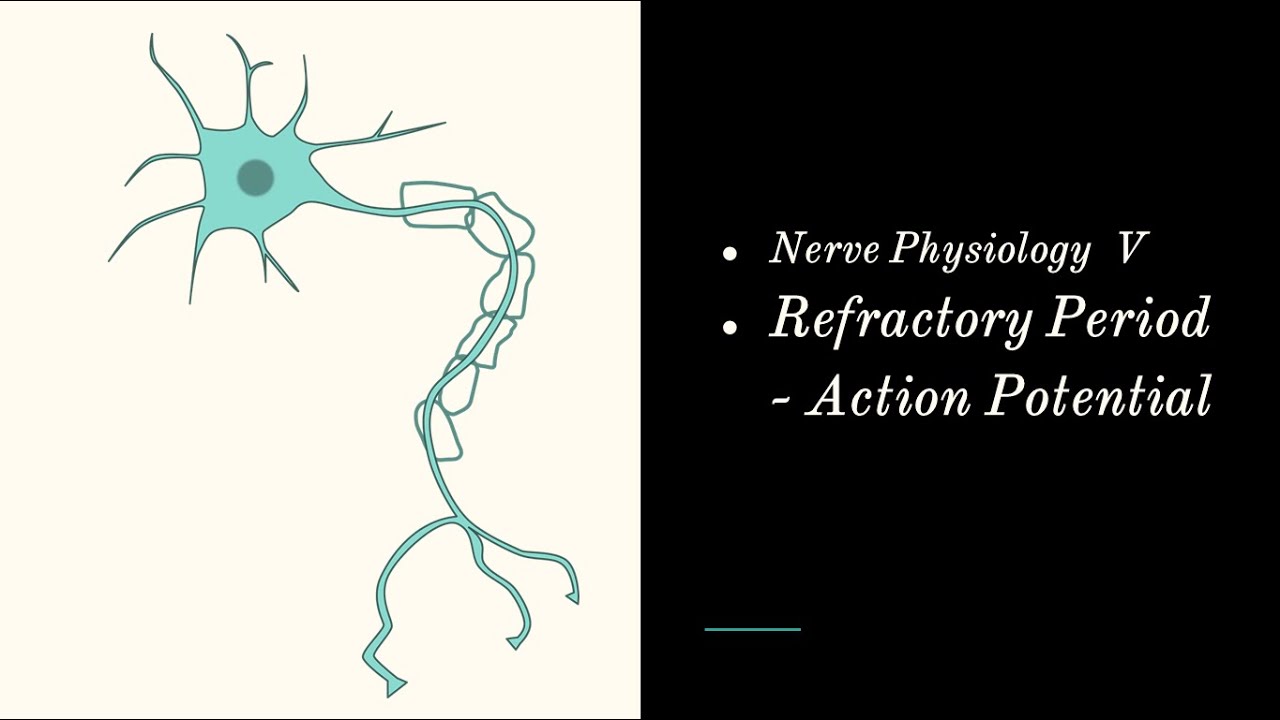 Nerve Capsule  V (Refractory Period - Action potential ) -  Arabic Explained