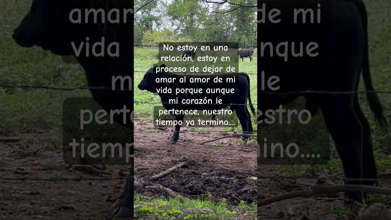 #videonuevo #humor #humormemes #youtube #memesespanol #subscribanse