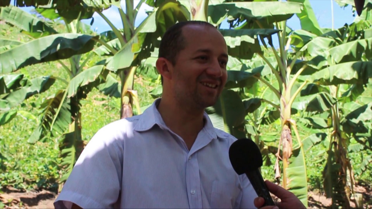Produtor mostra consórcio entre banana, laranja e feijão