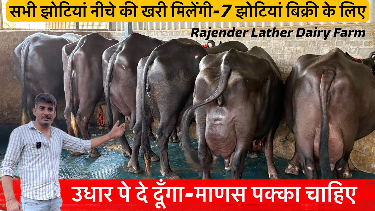 🔴पैसे नहीं तो उधार ले जाओ-माणस पक्का चाहिए👉नीचे की खरी 7 झोटियां बिक्री के लिए।☎️8168453497