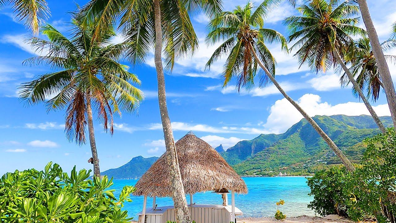 Palm Tree Paradise: Tropical Background Video From French Polynesia