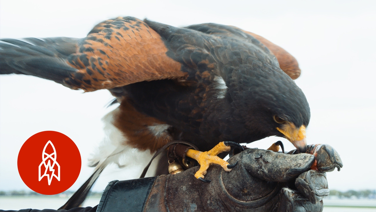 The Ancient Art of Keeping Birds at Bay