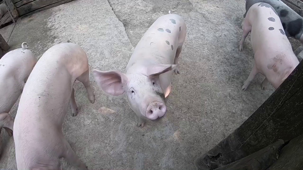 Kislőd Sobri J&oacute;ska Kalandpark (GoPro Hero 6 Black)