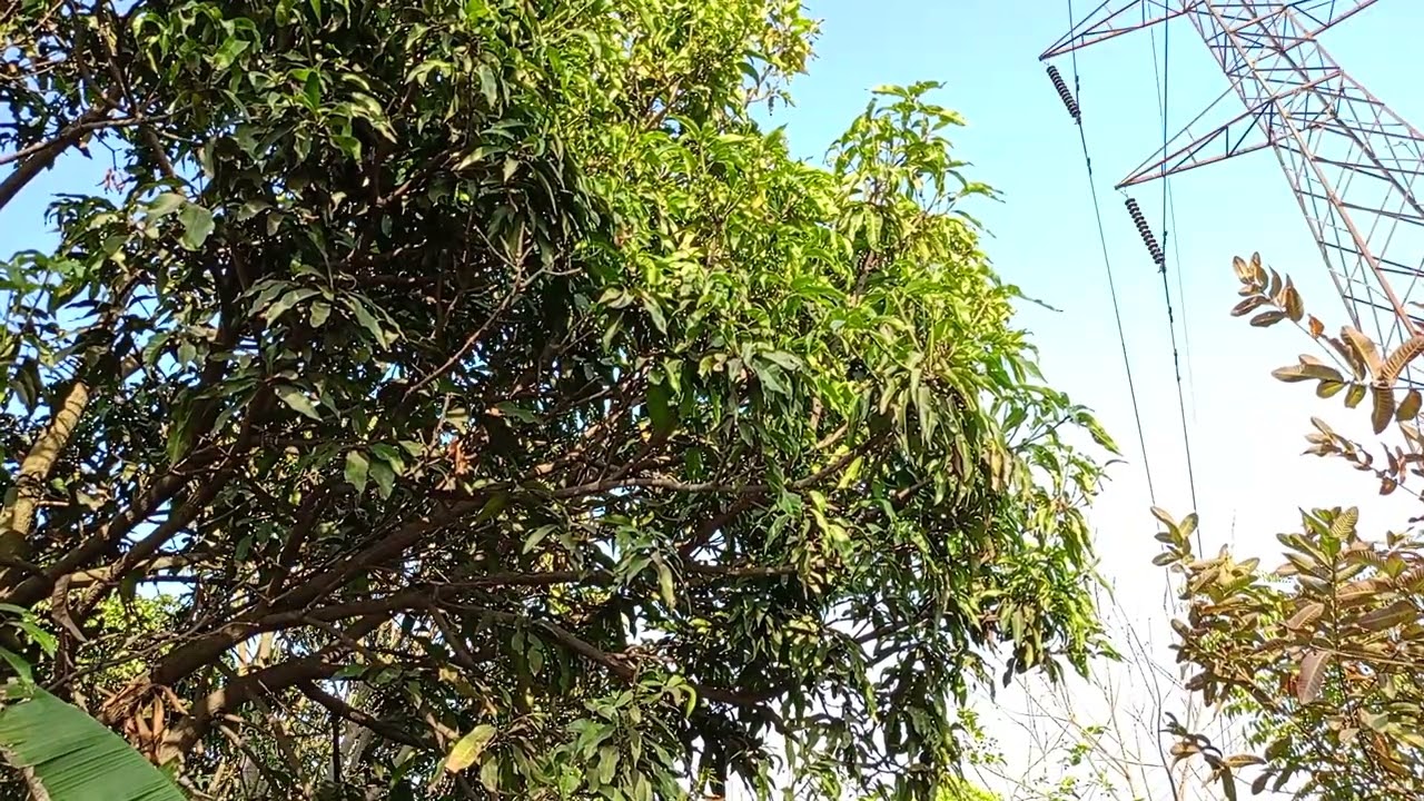 Gentle Wind & Birds Chirping 🌿 | Pure Nature Sounds | Relaxing Tree Ambience