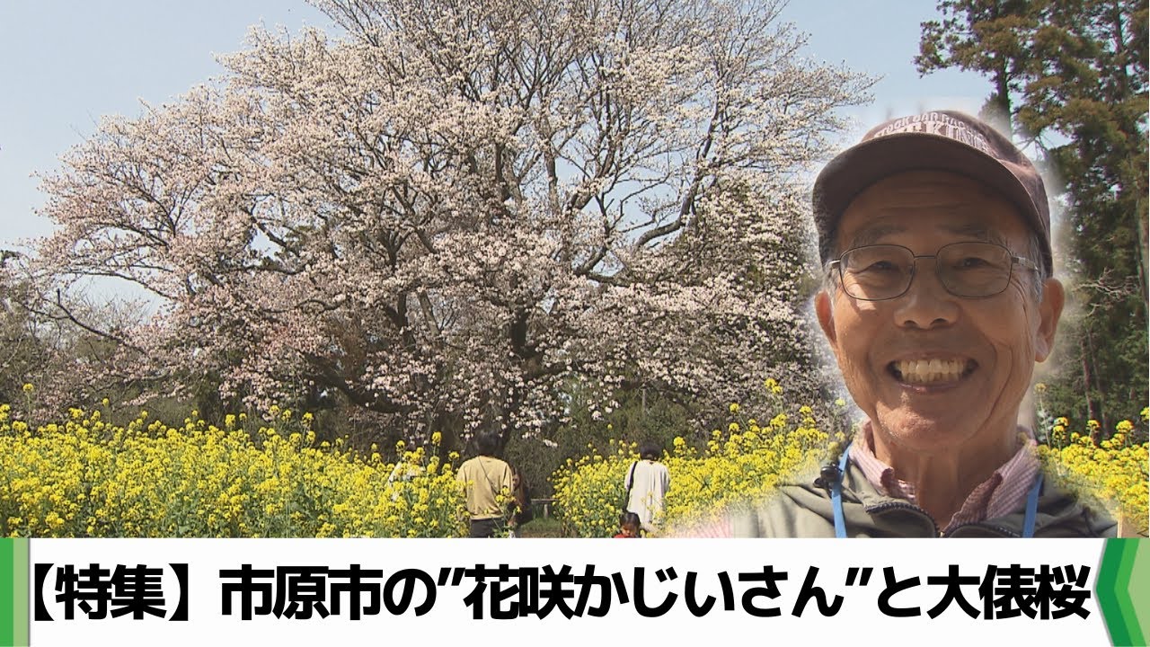 【特集】市原市の”花咲かじいさん”と大俵桜（2024.04.08放送）