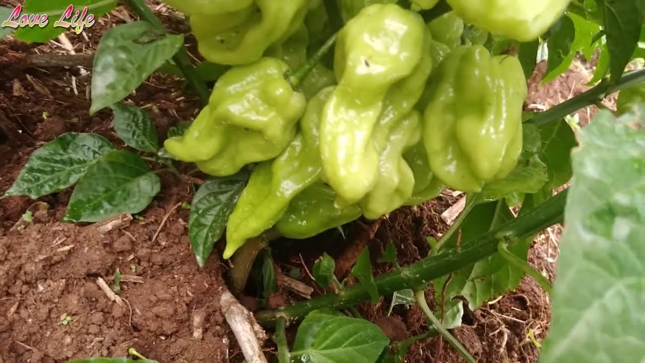 Growing Pepper in Uganda Part 21 | What motivates farmers in growing pepper
