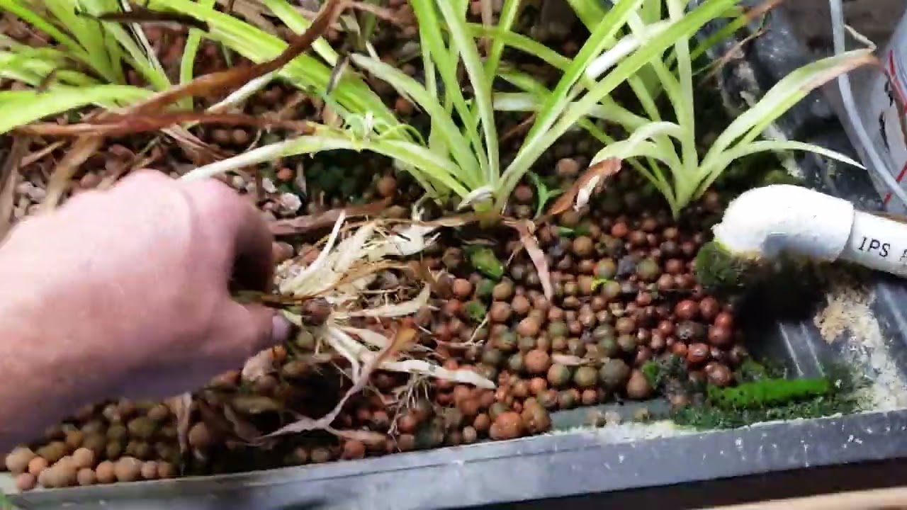 Life in the Basement Aquaponic Garden