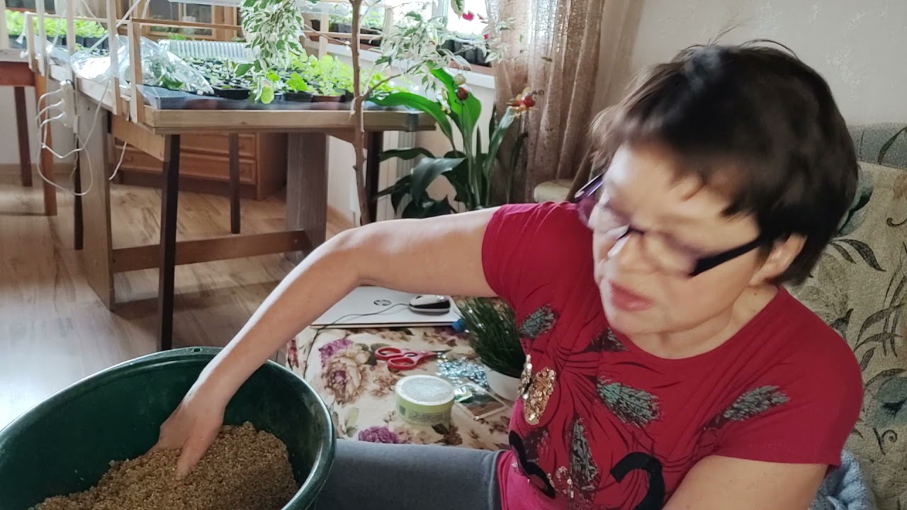 Черенкование сосны горной.  Часть 2.