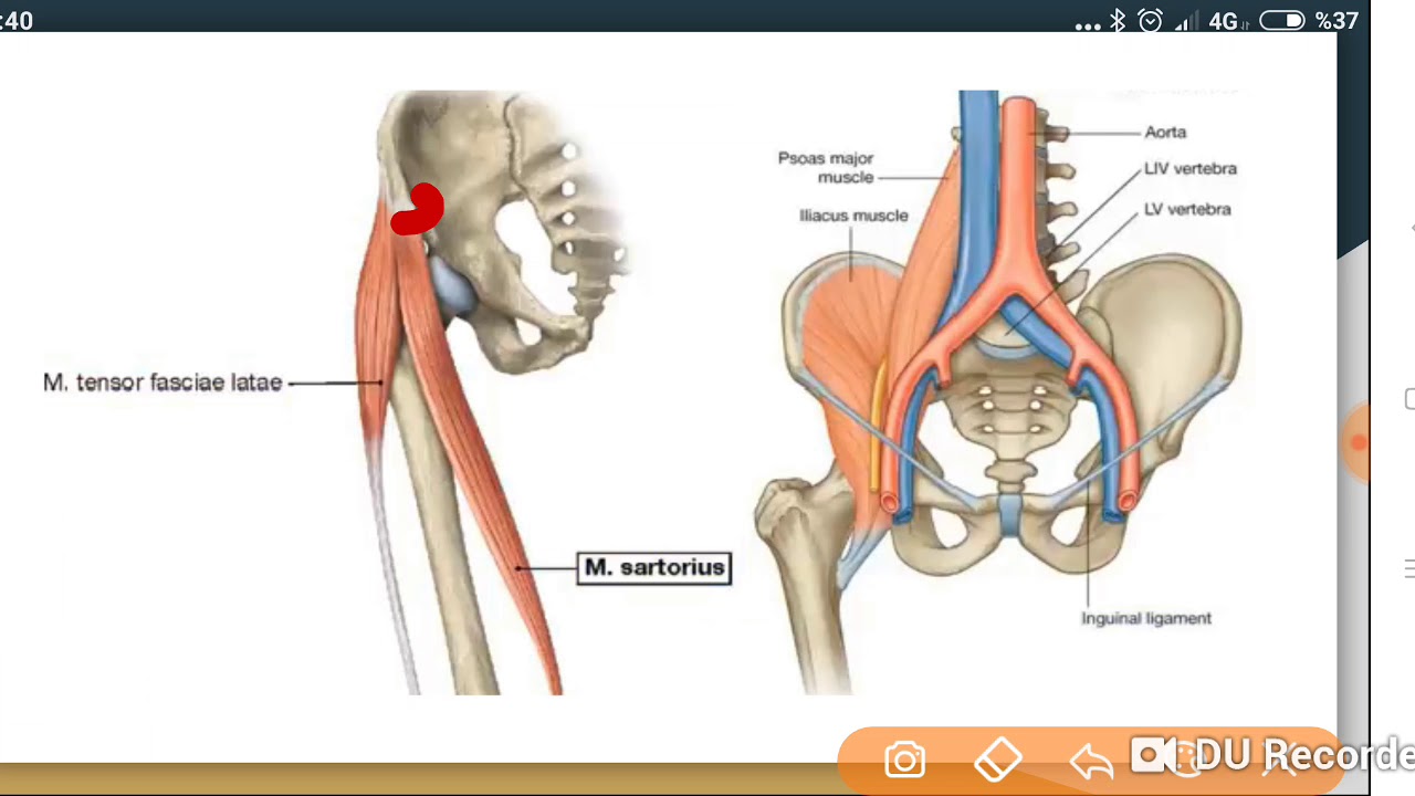 Pelvis Kinezyolojisi, Biyomekaniği ve Patomekaniği