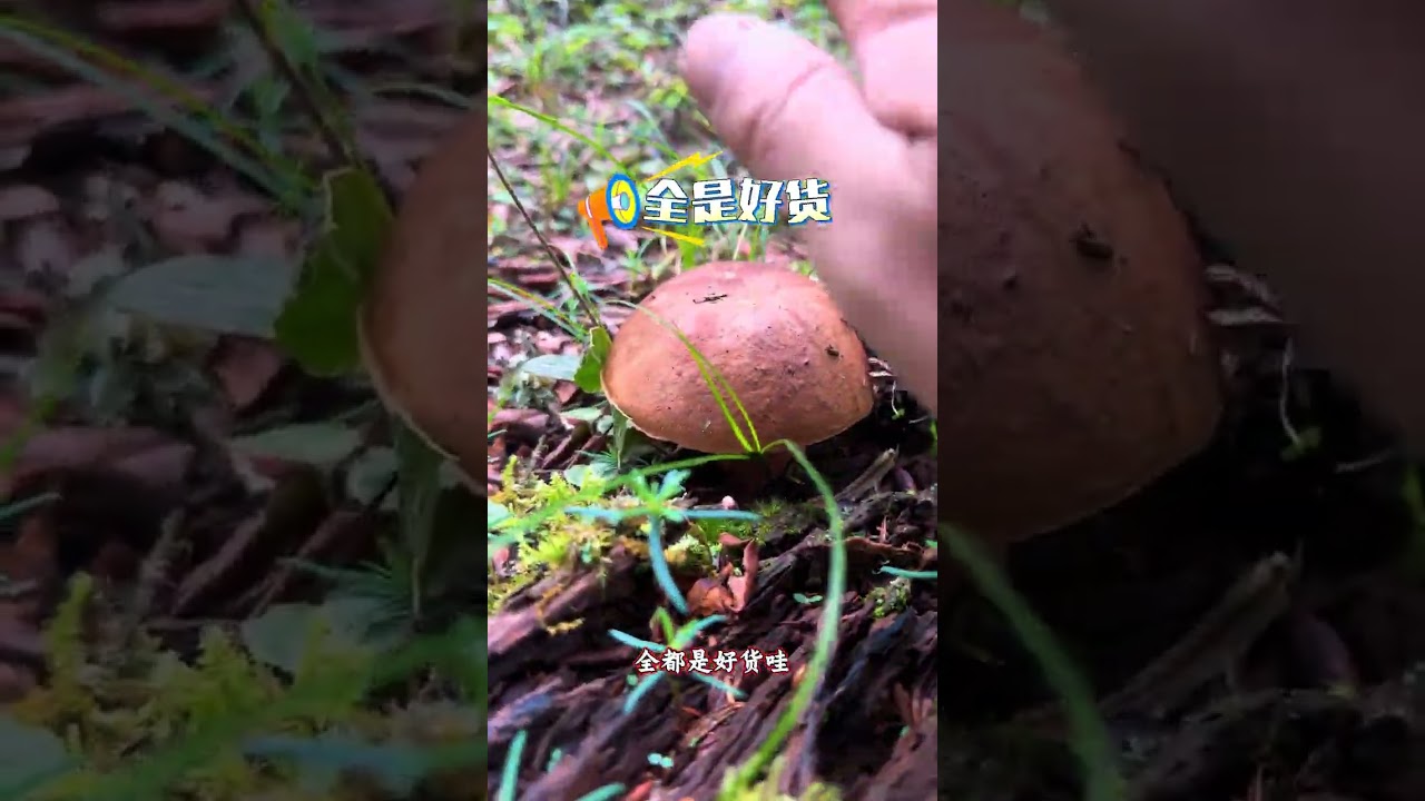 It s another day of mushroom picking. Today s mushroom varieties are quite good and fi