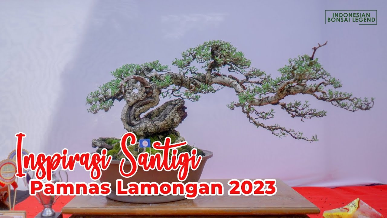 INSPIRASI BONSAI SANTIGI @PAMNASBONSAILAMONGAN2023